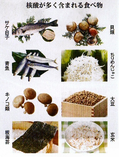 核酸を多く含む食品